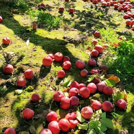 apple_fram